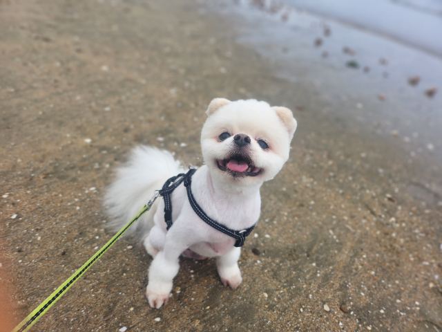 라임의 추모 사진