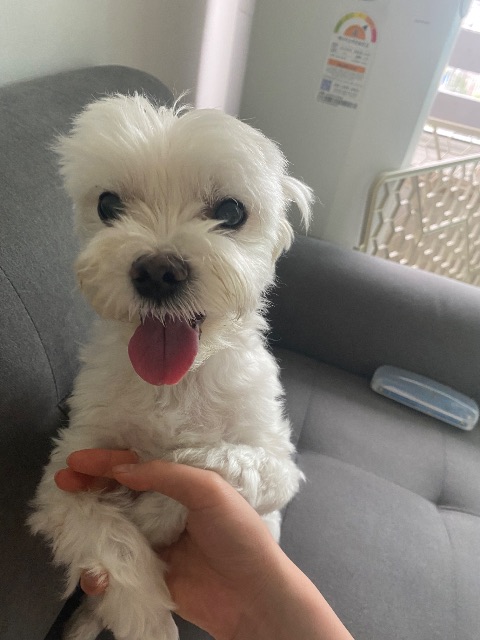 김꼼의 추모 사진