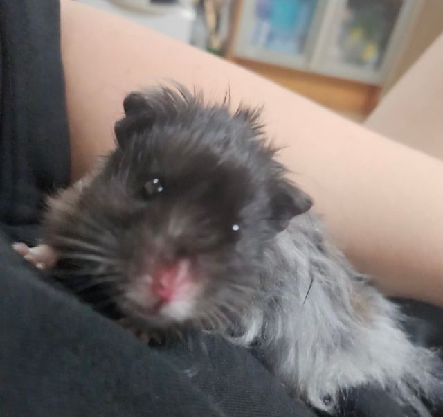 깜식이의 추모 사진