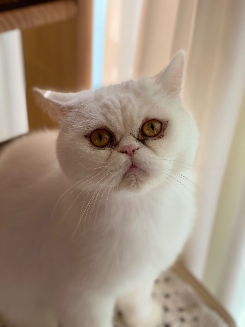 찡이의 추모 사진