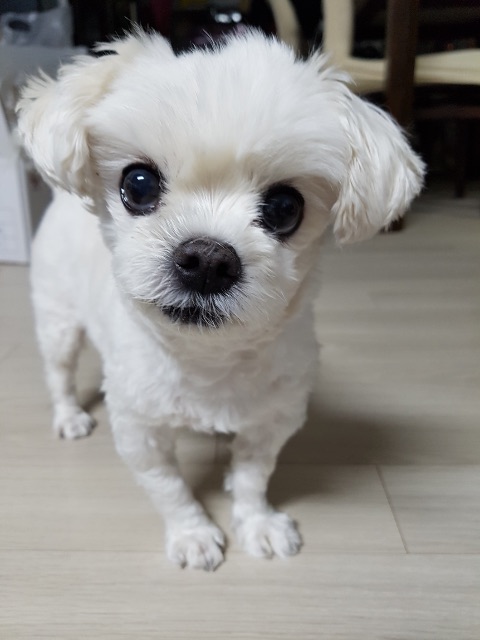 뚱이의 추모 사진