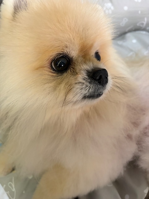 줄리의 추모 사진