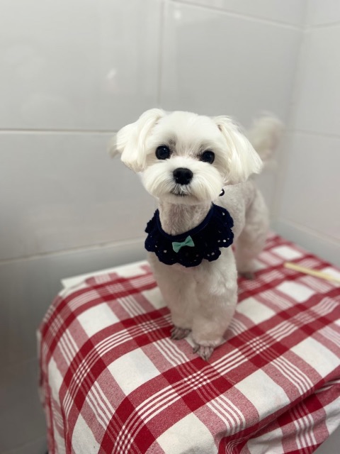 토리의 추모 사진