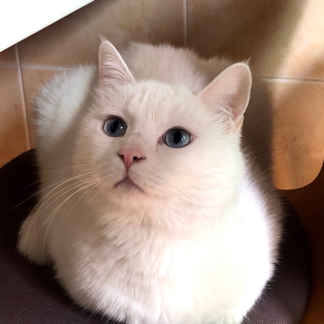 강냥이의 추모 사진