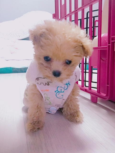 송옹심의 추모 사진