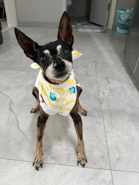 김콩의 추모 사진