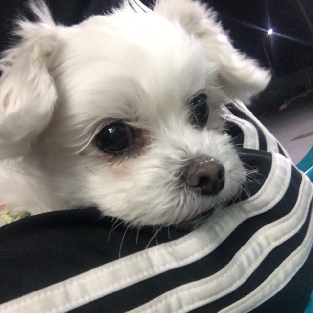 놈아의 추모 사진