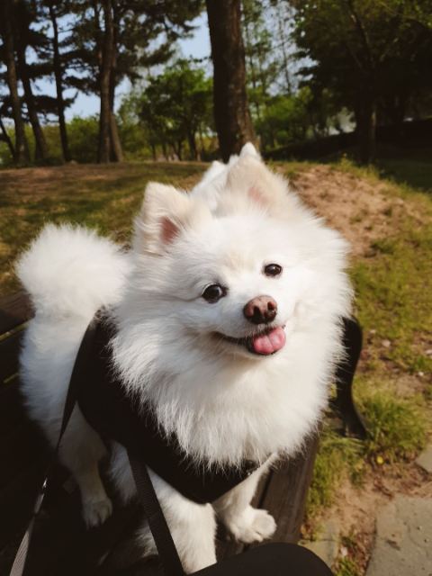 복이의 추모 사진