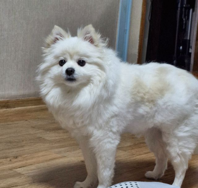 아지♥︎의 추모 사진
