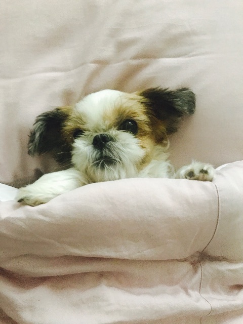 아롱이의 추모 사진