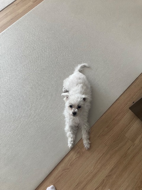 봄이의 추모 사진
