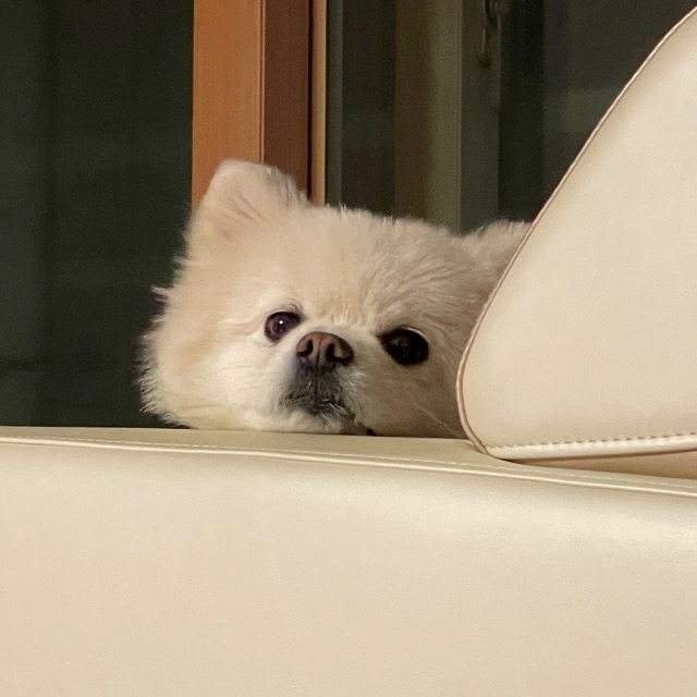 바비의 추모 사진