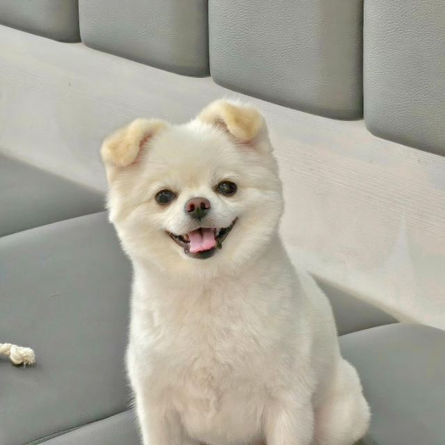 애콩의 추모 사진