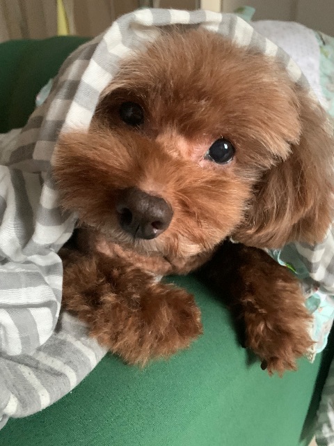 초코빵의 추모 사진