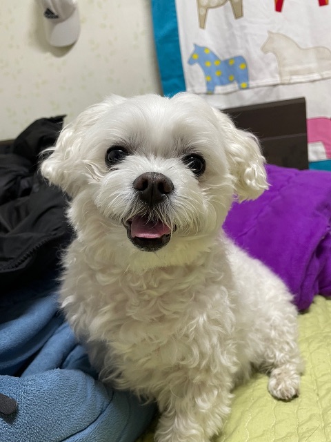 뭉치의 추모 사진