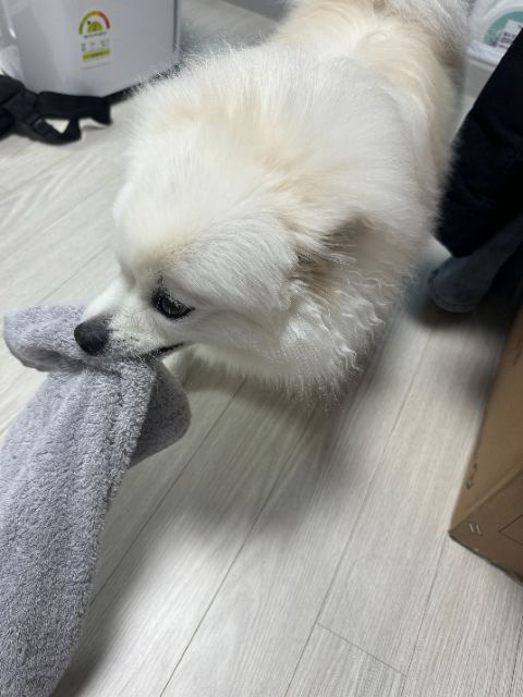 하늘이의 추모 사진