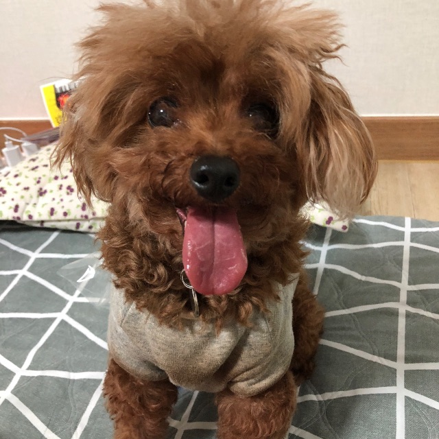 곰의 추모 사진