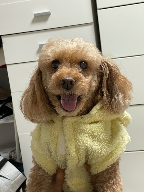 초코의 추모 사진