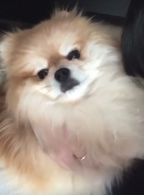 모카의 추모 사진