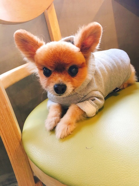포미의 추모 사진