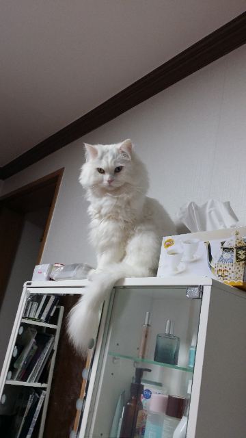 아롱이의 추모 사진