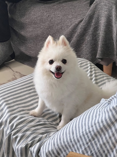 봄이의 추모 사진