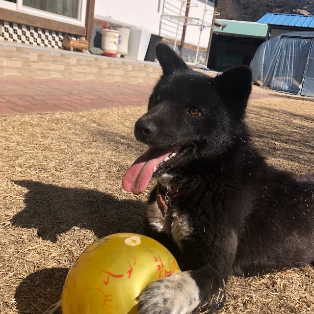 깜싱이 🐾의 추모 사진