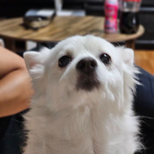 이사랑의 추모 사진