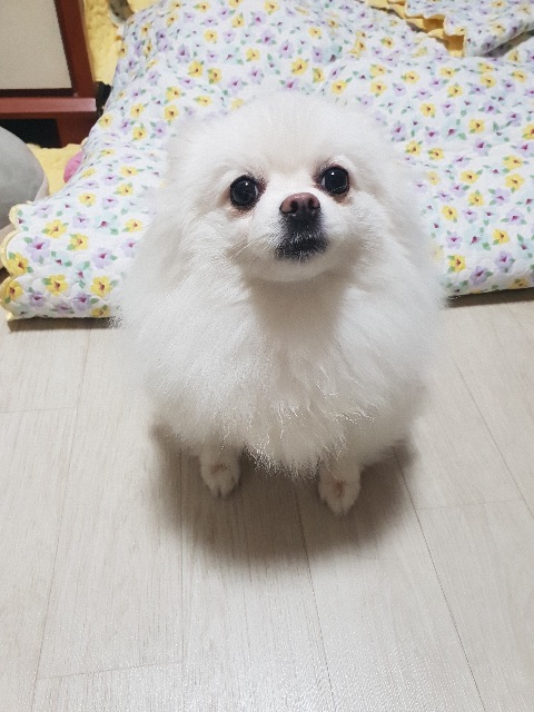 란이의 추모 사진