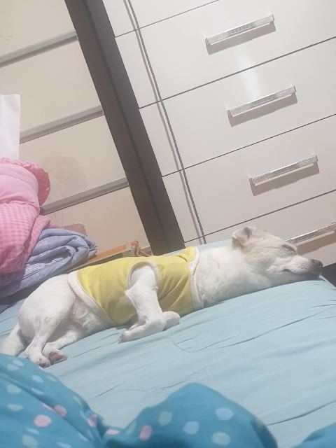 박초롱의 추모 사진