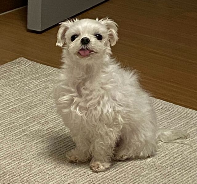 뽀돌의 추모 사진