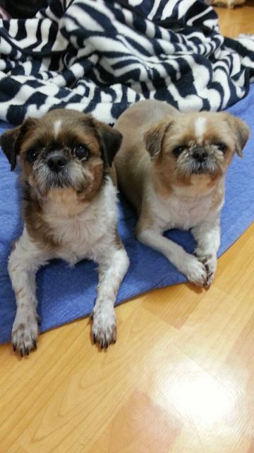 아가들의 추모 사진