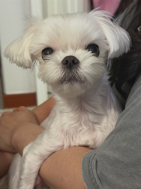 단비의 추모 사진