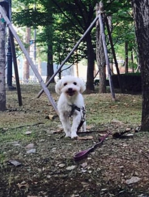 꼬맹이의 추모 사진