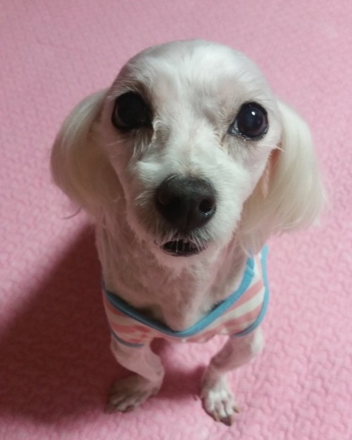 땡이의 추모 사진
