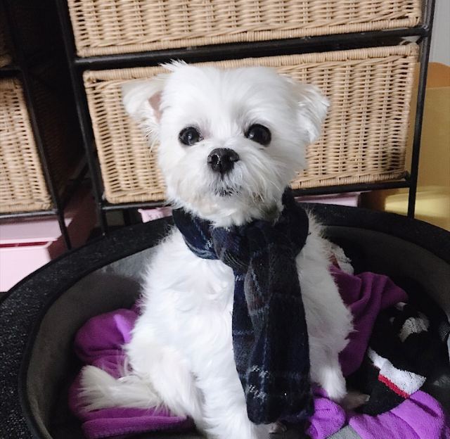 하울이의 추모 사진