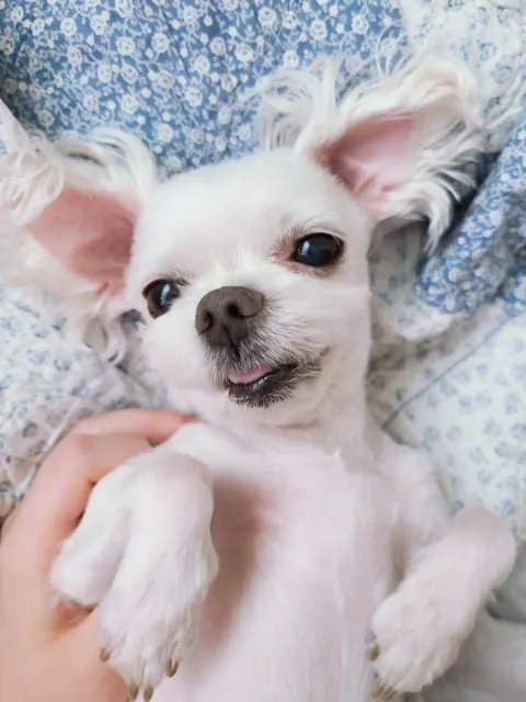 한콩이의 추모 사진