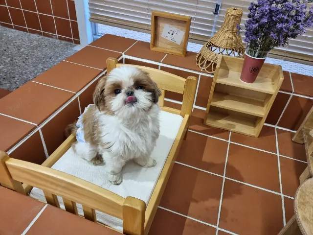 라떼의 추모 사진