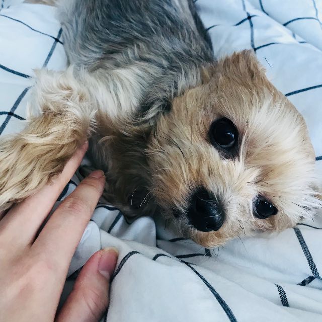 하늘이🩵의 추모 사진