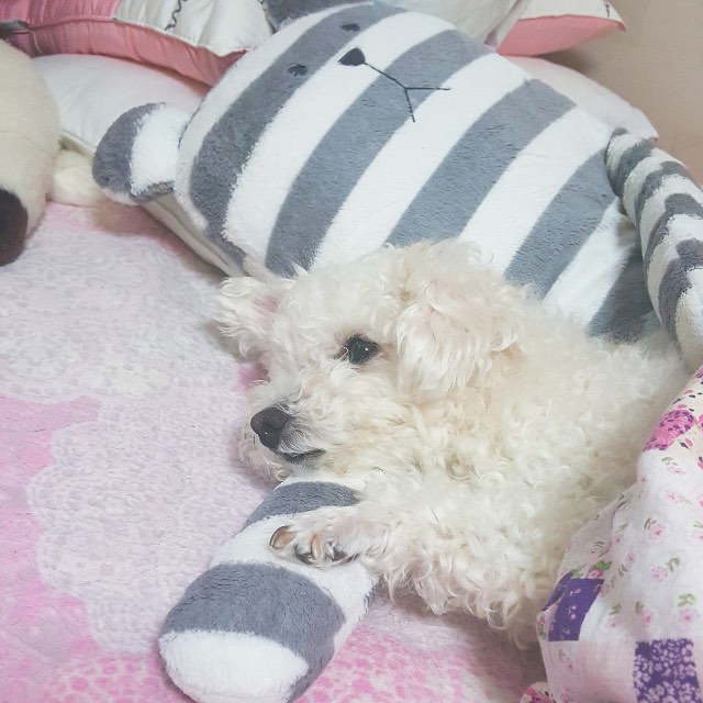 똘이의 추모 사진