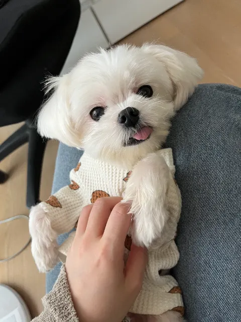 또리의 추모 사진
