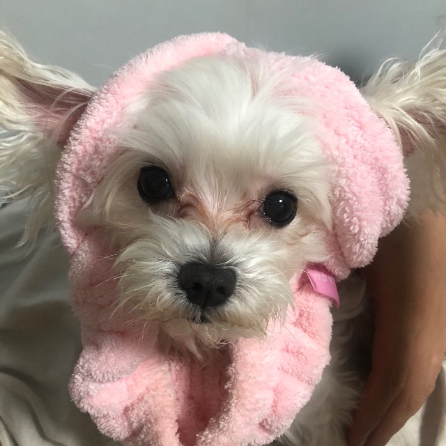 모모의 추모 사진