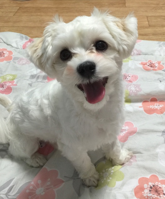 망고💛의 추모 사진