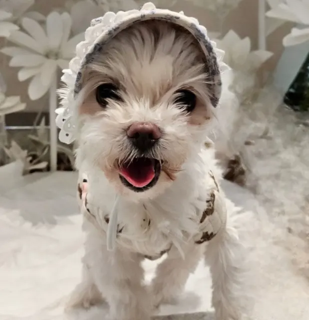 🎀 망고 🎀의 추모 사진