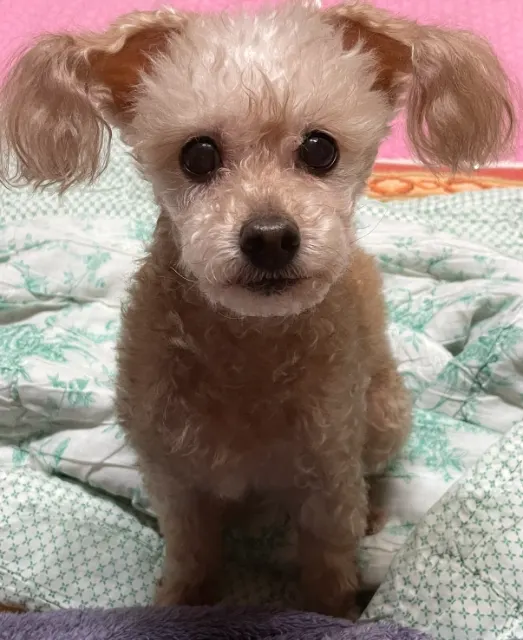 가을이의 추모 사진