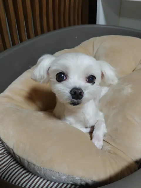 구름의 추모 사진