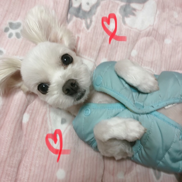 모모의 추모 사진