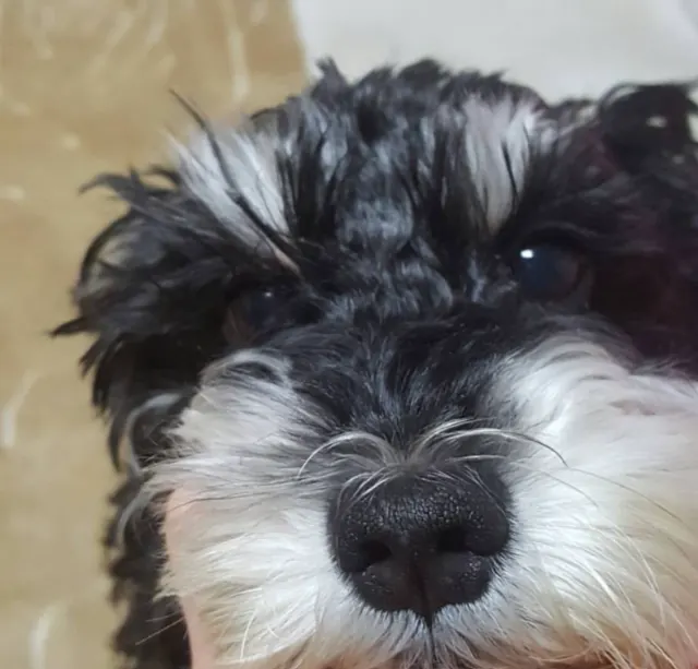 몽실이의 추모 사진
