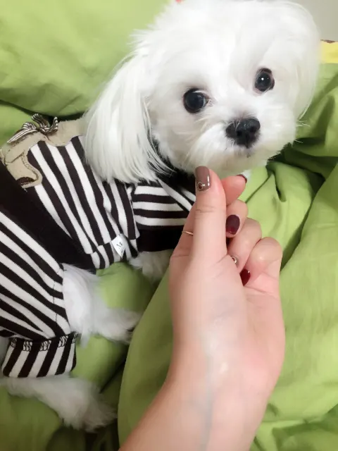 둥이의 추모 사진