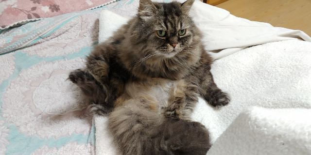 냥꾸의 추모 사진